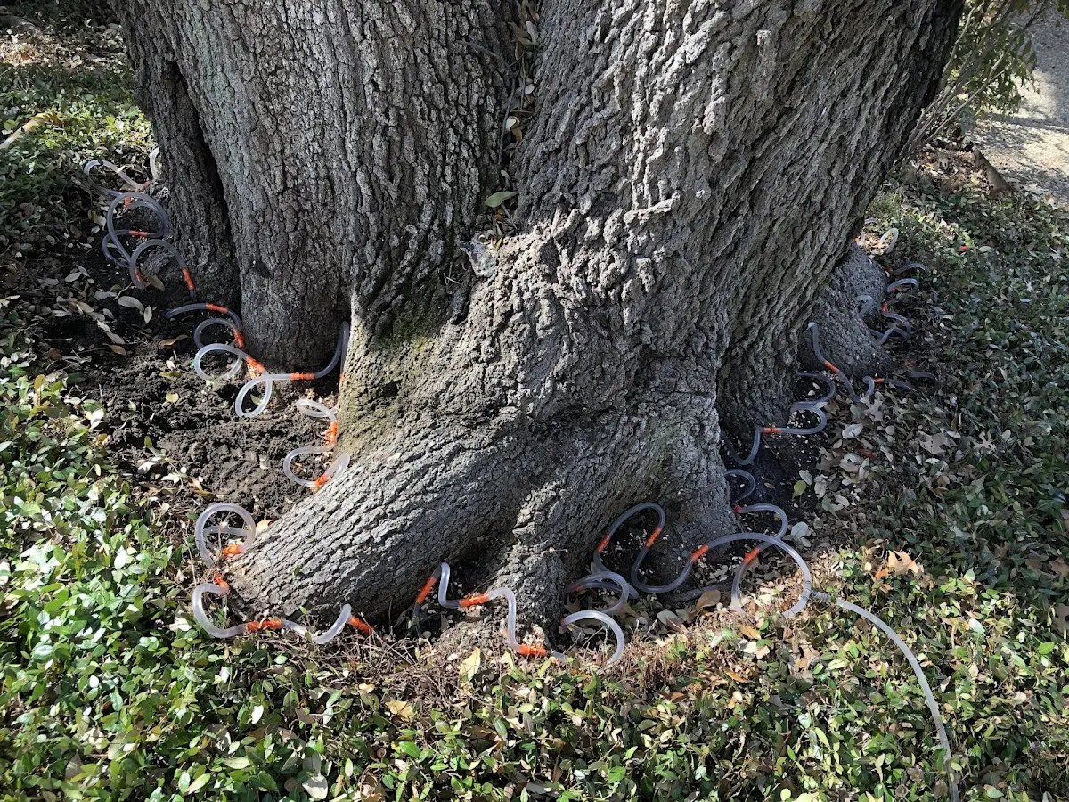 Detailed Tree Cabling and Bracing job site in Wikieup