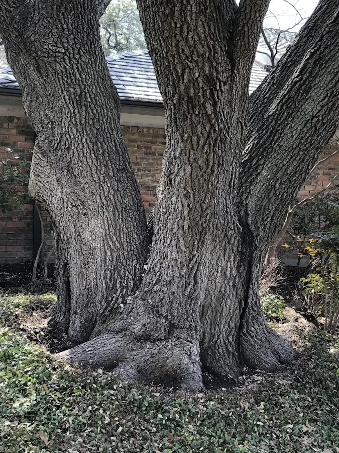 Mature heritage tree close to a Wikieup property cared for by certified arborists